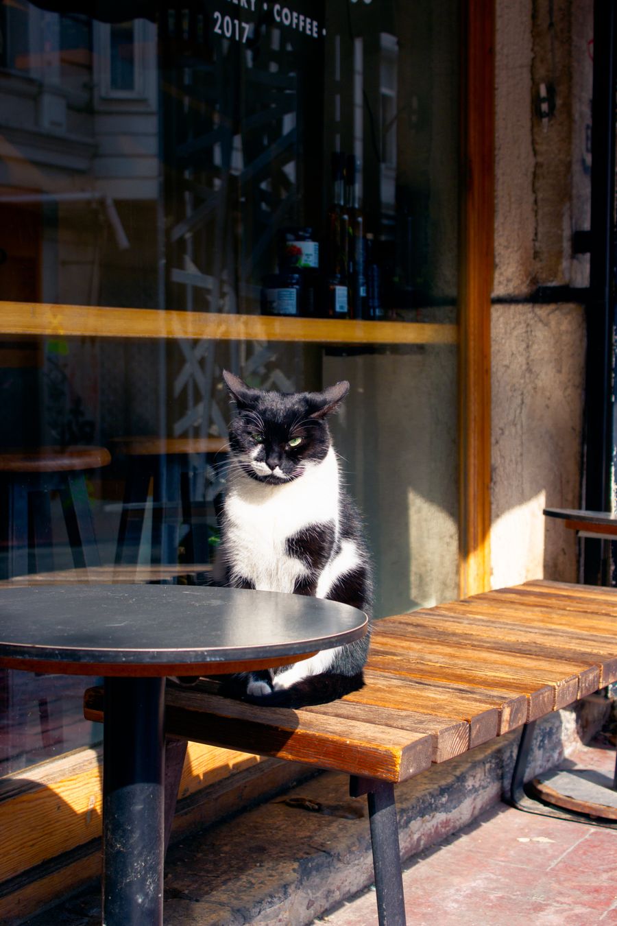 お店でくつろぐ猫