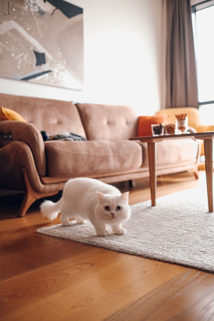 マンチカンのゆき